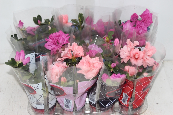 <h4>AZALEIA P09</h4>