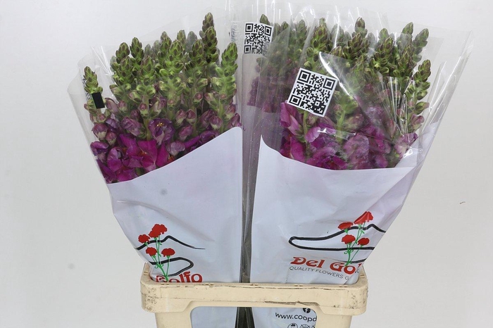 <h4>Antirrhinum Potomac Purple</h4>