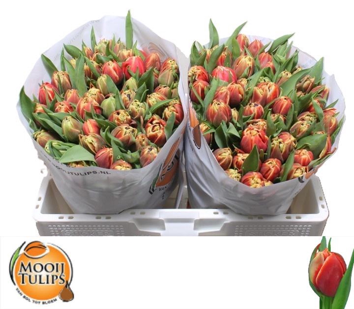 <h4>TU DU CONCORDE</h4>