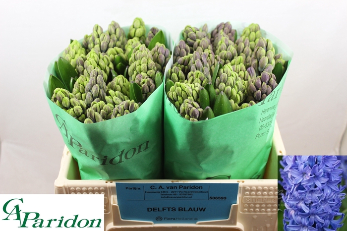 <h4>HYAC DELFT BLUE</h4>