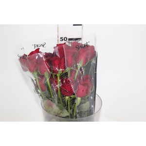 ROSA SAMOURAI 050 CM ESTUFA