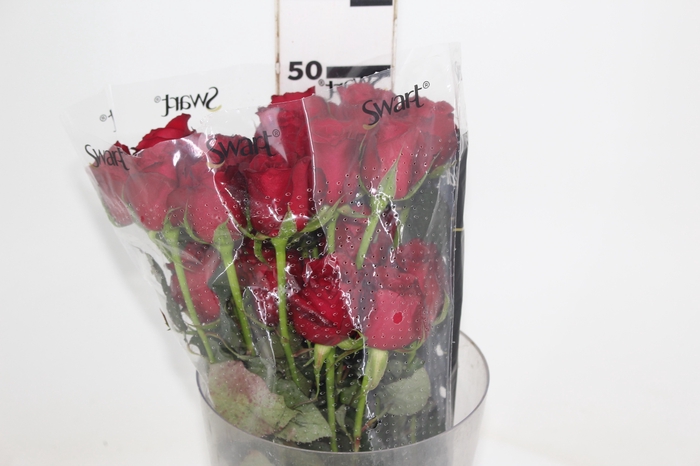 <h4>ROSA SAMOURAI 050 CM ESTUFA</h4>