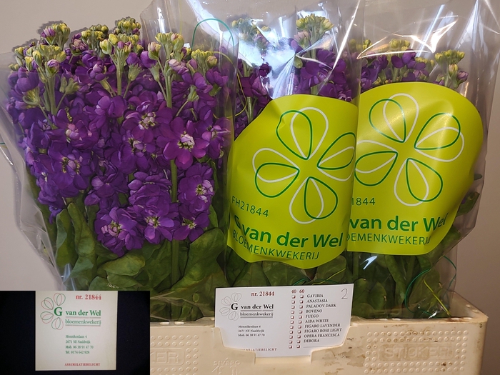 <h4>MATTH DEBORA</h4>