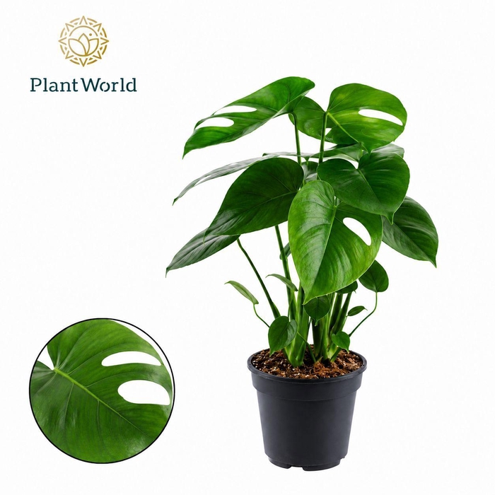 <h4>Monstera deliciosa</h4>