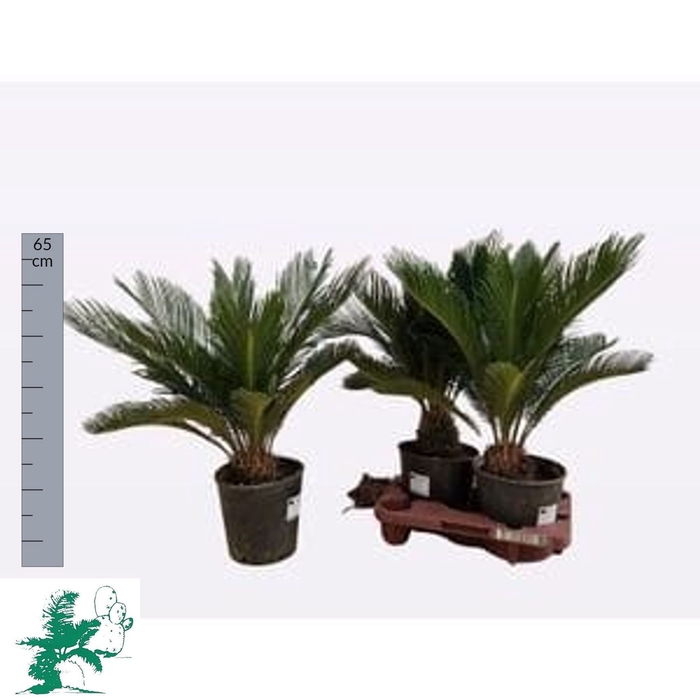 <h4>CYCAS REVOLUTA</h4>