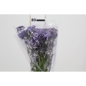 ACHILLEA MILLEFOLIUM VARIADO TINTURADA 060 CM