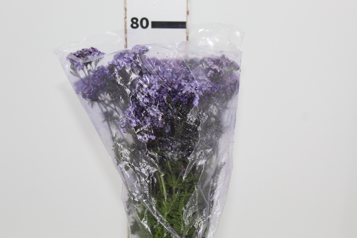 <h4>ACHILLEA MILLEFOLIUM VARIADO TINTURADA 060 CM</h4>