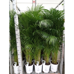 Dypsis lutescens   ...Chrysalidoca