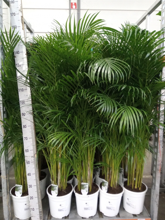 <h4>Dypsis lutescens   ...Chrysalidoca</h4>