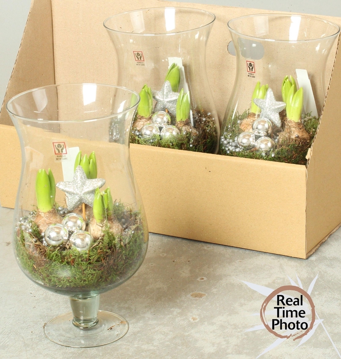 <h4>Arr Hyacinth</h4>