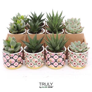Succulents   ...