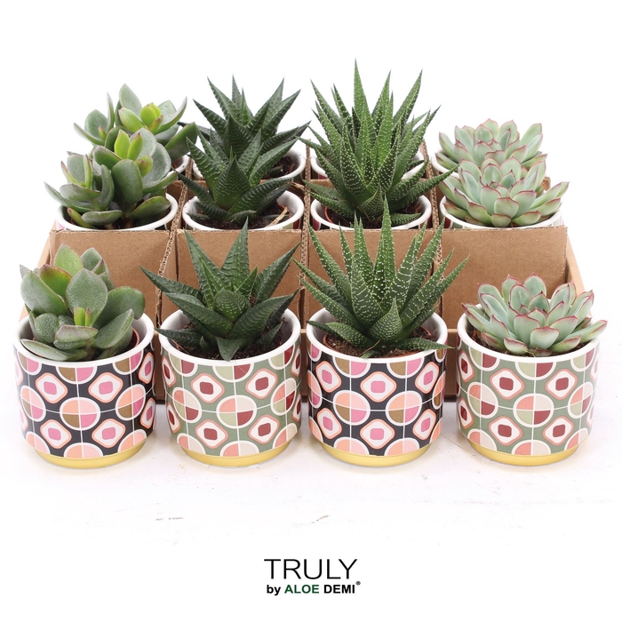 <h4>Succulents   ...</h4>