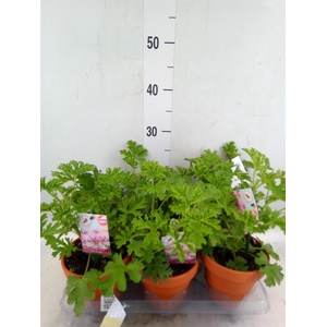 Pelargonium graveolens