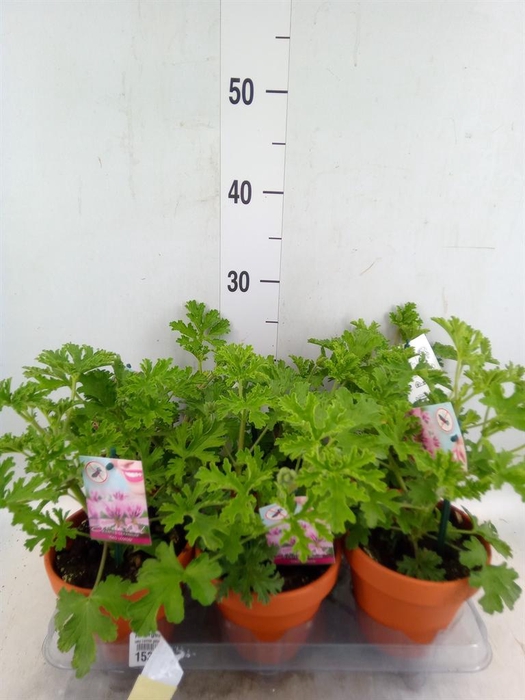 <h4>Pelargonium graveolens</h4>