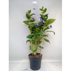 Thunbergia battiscombei