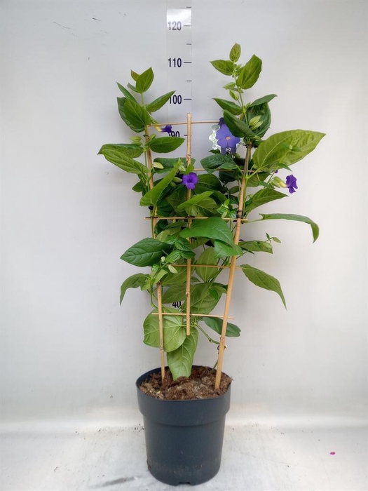 <h4>Thunbergia battiscombei</h4>