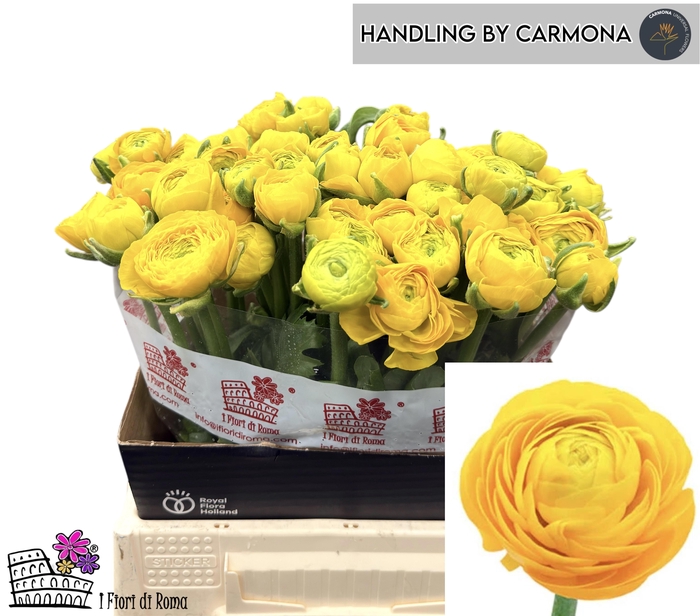 <h4>RAN EL YELLOW</h4>