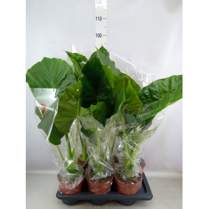 Alocasia macrorrhiza