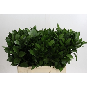 RUSCUS HYPOPHYLLUM