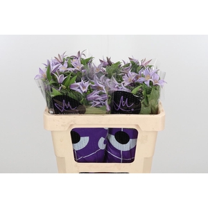 Clem Star River Lavendel