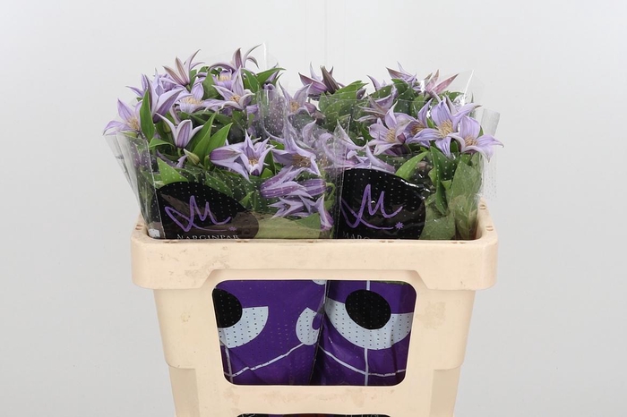 <h4>Clem Star River Lavendel</h4>