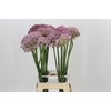 Allium Pink Jewel