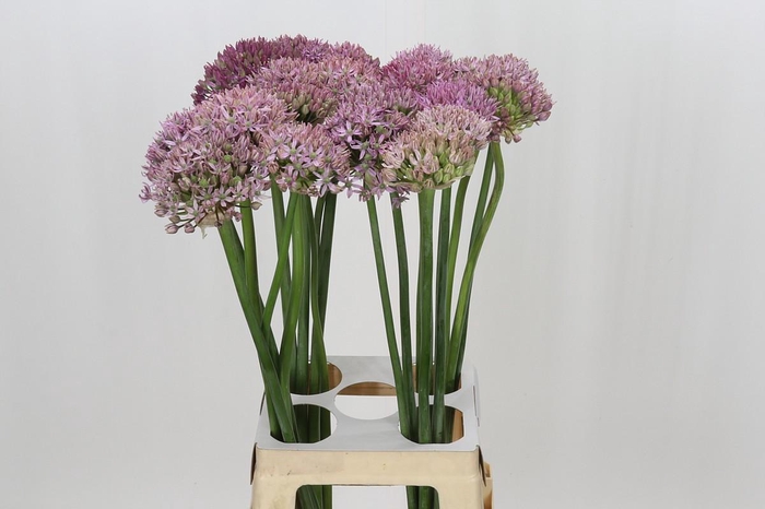<h4>Allium Pink Jewel</h4>