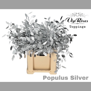 EUCA POPULUS BES SILVER