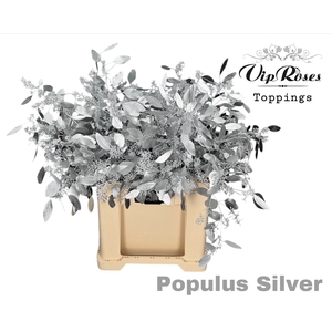 EUCA POPULUS BES SILVER