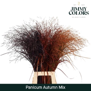 Panicum paint autumn mix
