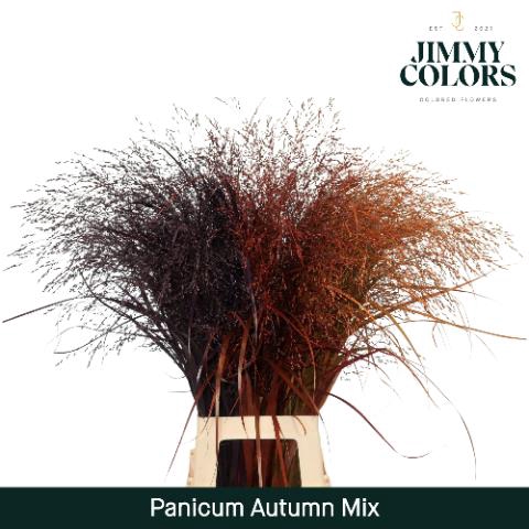 <h4>Panicum paint autumn mix</h4>