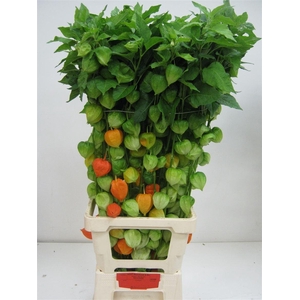 Physalis Lampion Tak