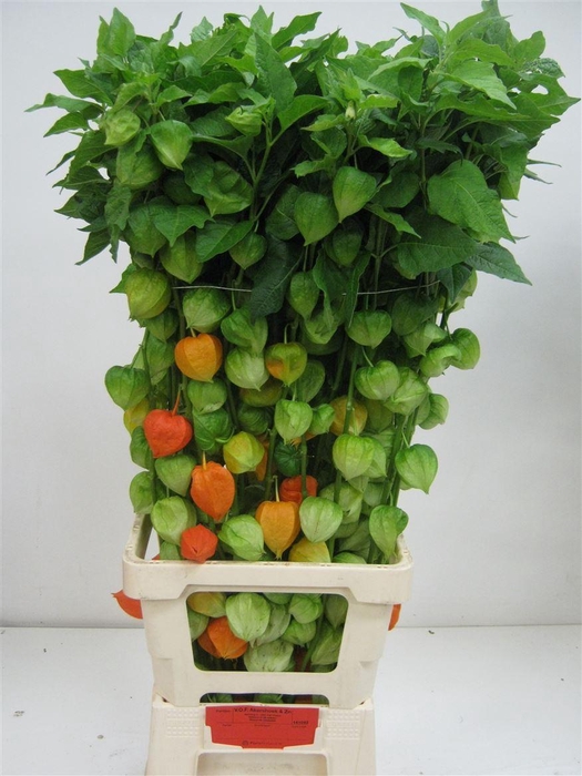 <h4>Physalis Lampion Tak</h4>