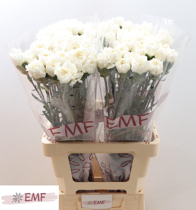 <h4>DI ST MONT BLANC</h4>