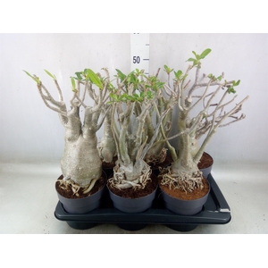 Adenium obesum