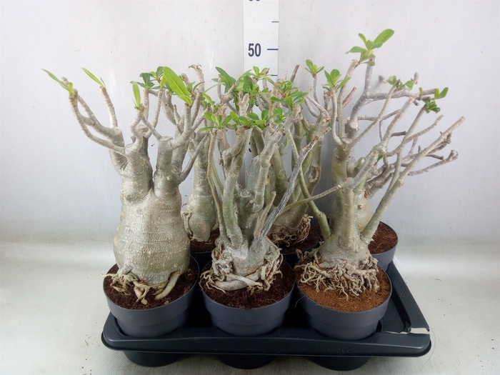 <h4>Adenium obesum</h4>