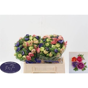 ANEM CO FULLST P GEM