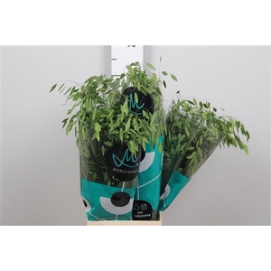 Chasmanthium latifolium 'Mantis'
