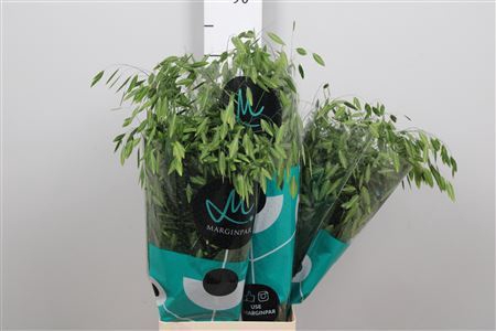 <h4>Chasmanthium latifolium 'Mantis'</h4>