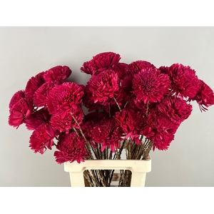 Stick Shola Zinnia Ø12 Red