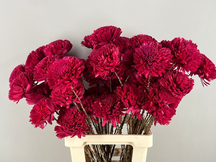 <h4>Stick Shola Zinnia Ø12 Red</h4>