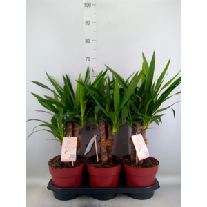 Yucca elephantipes   ...