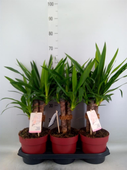 <h4>Yucca elephantipes   ...</h4>