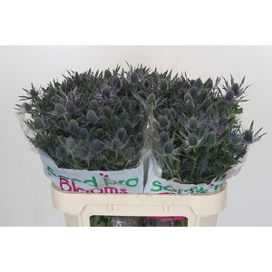 Eryngium Magical Blue Lagoon