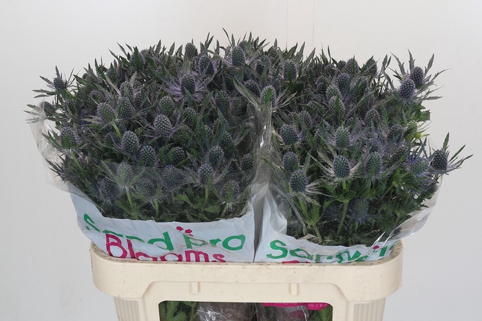 <h4>Eryngium Magical Blue Lagoon</h4>