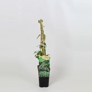 Lonicera japonica Halliana