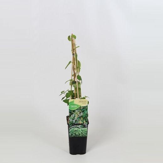 <h4>Lonicera japonica Halliana</h4>