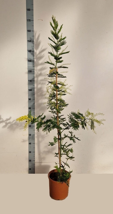 <h4>ACACIA PARADOXA</h4>
