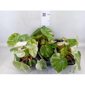 Begonia BD   ...