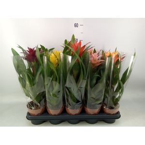 Guzmania   ...mix